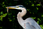 Great Blue Heron With Fish